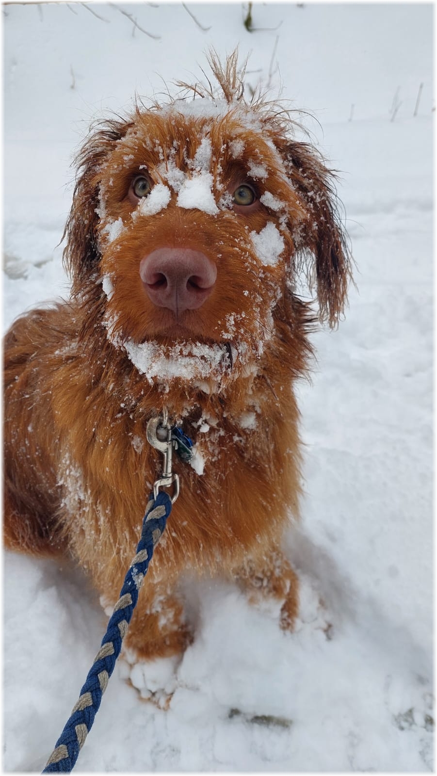 W&auml;ller von der Straubenhalde